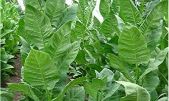 tobacco foundation Foundation Cigar Company Premium Sampler – King of the Leaf