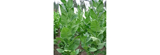 How many Tobacco Plants can you grow?
