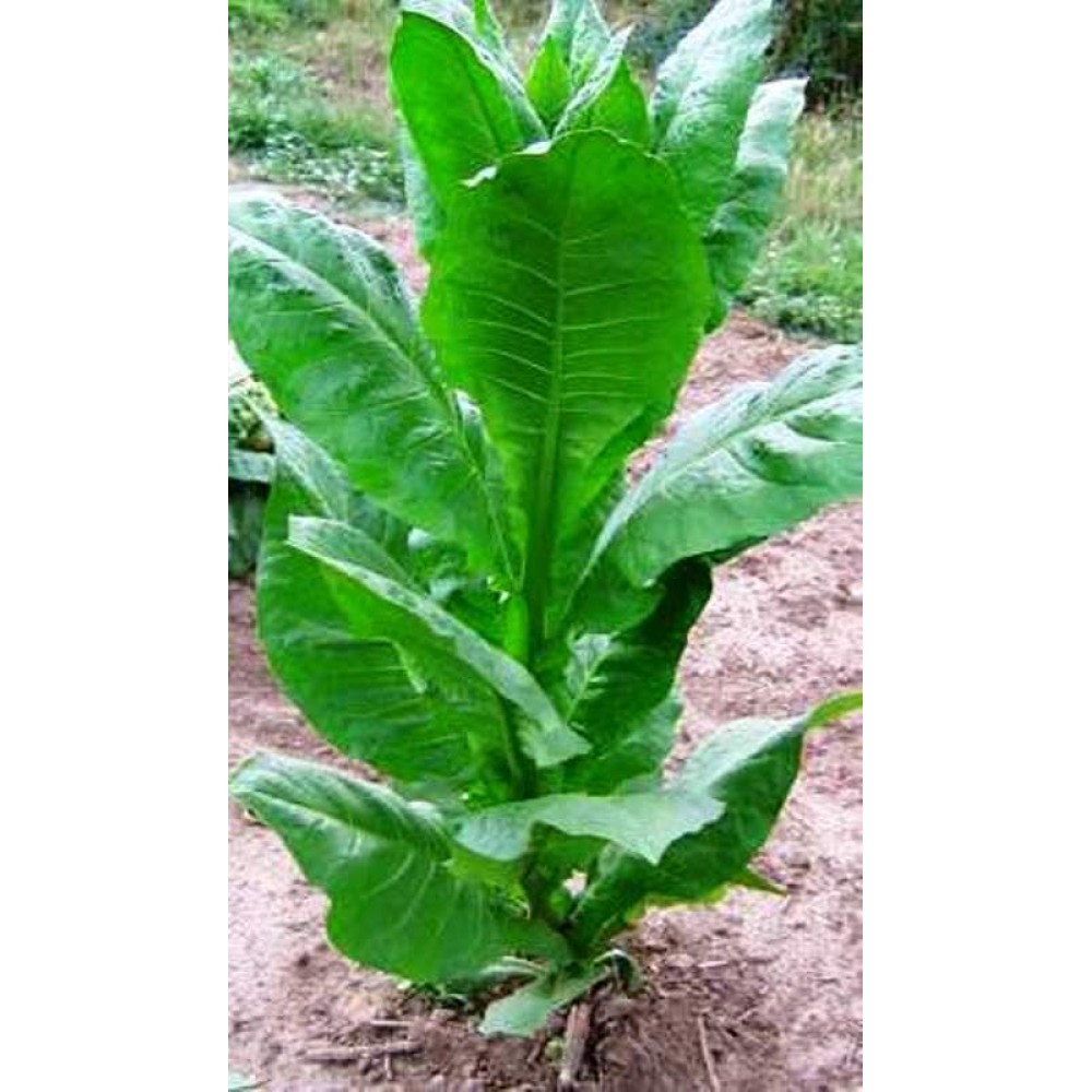 extra virgo sacred tobacco Extra Virgo | NOSE Paris