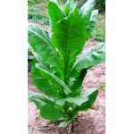 Canadian Virginia,  Tobacco seeds