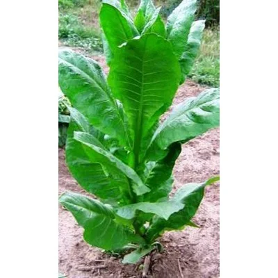 tobacco seeds canada Canadian Virginia Tobacco seeds - Elena's Organic Garden