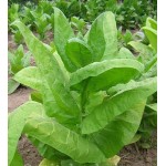 Burley, Tobacco seeds