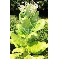 Burley, Tobacco seeds