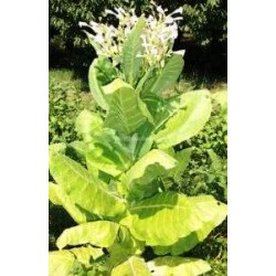 Burley, Tobacco seeds Burley, Tobacco seeds