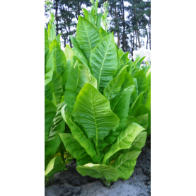 Virginia Gold, Tobacco seeds