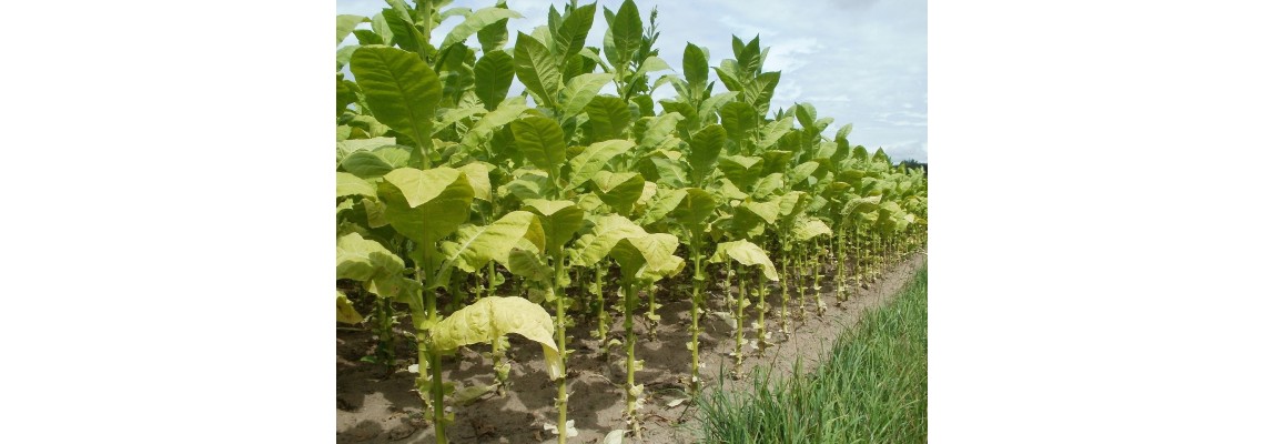 Growing Tobacco Indoors vs. Outdoors in Canada