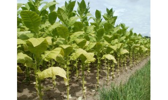 Growing Tobacco Indoors vs. Outdoors in Canada
