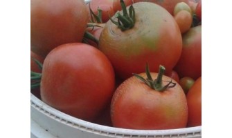 Are Nightshade Tomatoes Safe to Eat