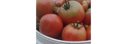 Are Nightshade Tomatoes Safe to Eat
