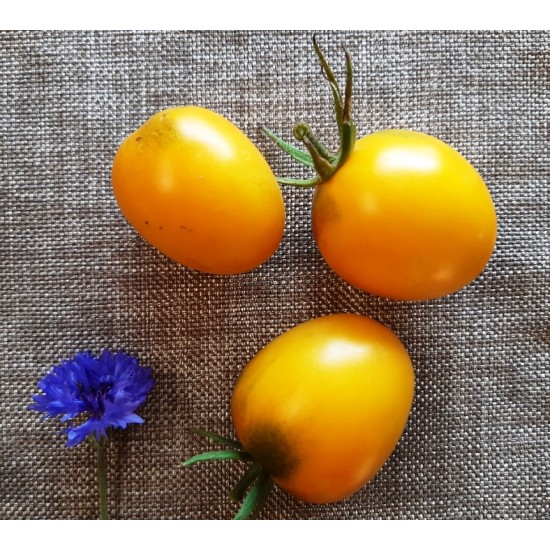 Tomato De Barao Gold, seeds