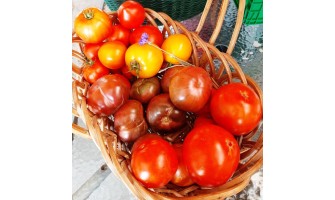 Nutrition and Health Benefits of Tomatoes: Why You Should Eat Them Daily