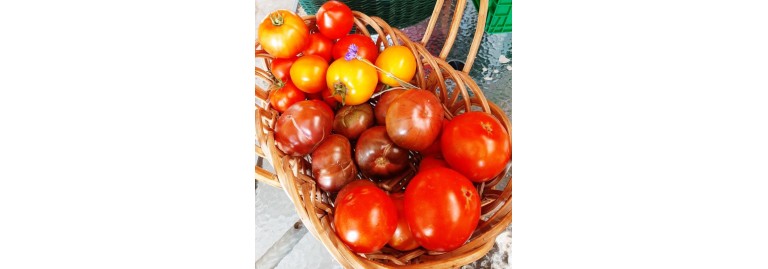 Nutrition and Health Benefits of Tomatoes: Why You Should Eat Them Daily