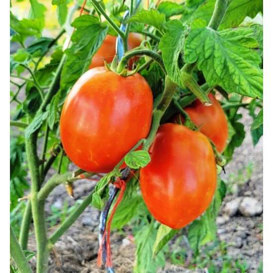 Tomato Roma, seeds