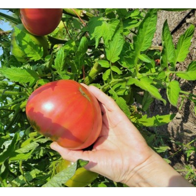 Tomato Ruby Giant,  seeds