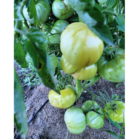 Tomato Vanilla Sundae,  seeds