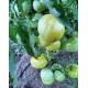 Tomato Vanilla Sundae,  seeds