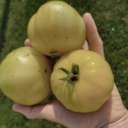 Tomato Vanilla Sundae,  seeds