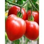 Tomato Amish Oxheart,   Heirloom seeds