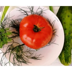 Tomato Big Beef,  seeds Tomato Big Beef,  seeds
