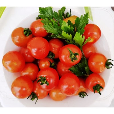 Tomato Cherry Cluster, seeds