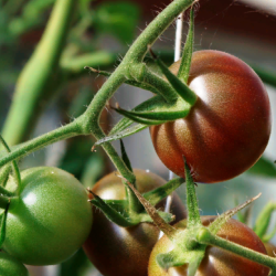 Growing Tomatoes