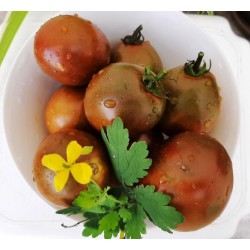 Tomato Kumato,  seeds Tomato Kumato,  seeds