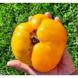 Tomato Lemon Giant,  seeds Tomato Lemon Giant,  seeds