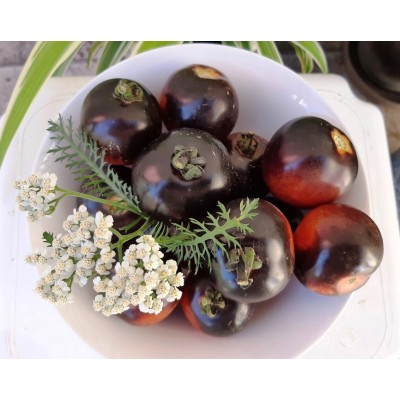 Tomato Onyx, seeds