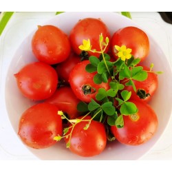 Tomato Plum Delight, seeds Tomato Plum Delight, seeds