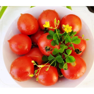 Tomato Plum Delight, seeds