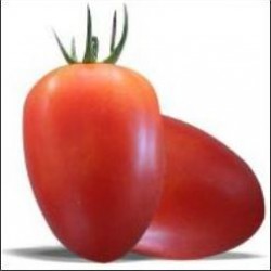 Tomato Amish Oxheart,   Heirloom seeds