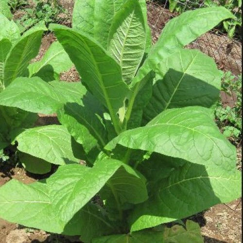 Tobacco Seeds Elena's Organic Garden Ontario, Canada